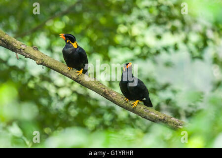 Myna de colline. Banque D'Images