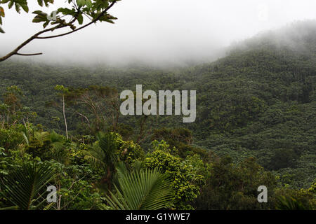 La Forêt nationale de El Yunque, Puerto Rico Banque D'Images