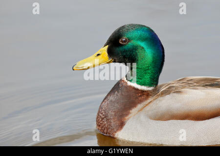 Le Canard colvert (Anas platyrhynchos) Drake dans l'eau, Pays-Bas Banque D'Images