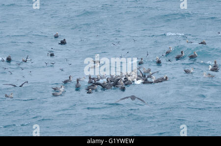 Une collection d'oiseaux de mer se nourrissent d'un patch de krill ou de petits poissons de surface de la mer. Au large des îles Sandwich du Sud. Banque D'Images