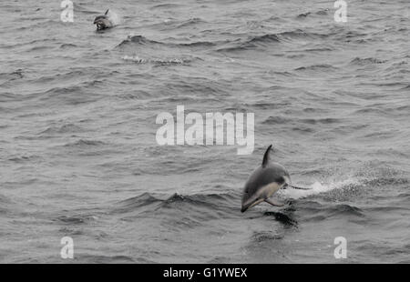 Les Dauphins (Lagenorhynchus obscurus) sautant de la mer. Passage de Drake, Sud de l'océan Atlantique. Banque D'Images