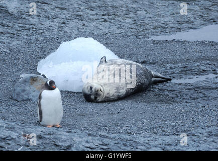 Un Phoque de Weddell (Leptonychotes weddellii) se trouve sur une plage de galets et manchots papous (Pygoscelis papua) à pied passé. Banque D'Images