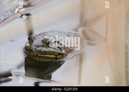 American Bullfrog, mâle (Lithobates catesbeianus), gestion de la faune des étangs, lacs, ombragé Albuquerque, Nouveau Mexique, USA. Banque D'Images