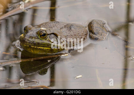 American Bullfrog, mâle (Lithobates catesbeianus), gestion de la faune des étangs, lacs, ombragé Albuquerque, Nouveau Mexique, USA. Banque D'Images