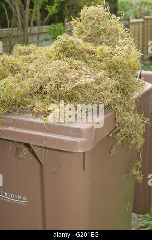 Trop plein de déchets de jardin marron wheely bin Uk Banque D'Images