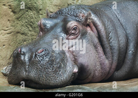 Hippopotame (Hippopotamus amphibius) au Zoo de Prague, République tchèque. Banque D'Images