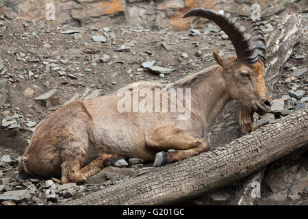 Tur du Caucase de l'Ouest (Capra caucasica), également connu sous le nom de West Caucasian ibex au Zoo de Prague, République tchèque. Banque D'Images