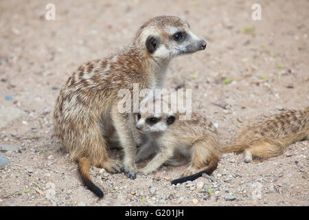 Meerkat (Suricata suricatta), également connu sous le nom de suricate au Zoo de Prague, République tchèque. Banque D'Images