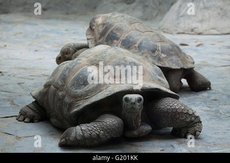 Santa Cruz de la tortue géante des Galapagos (Chelonoidis nigra porteri) au Zoo de Prague, République tchèque. Banque D'Images