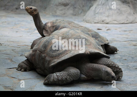 Santa Cruz de la tortue géante des Galapagos (Chelonoidis nigra porteri) au Zoo de Prague, République tchèque. Banque D'Images