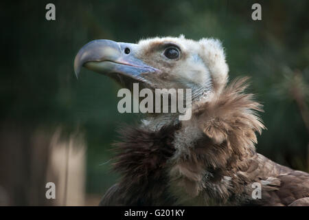 Cinereous vulture (Platycnemis monachus), également connu sous le nom de l'urubu noir ou vautour moine au Zoo de Prague, Czech Republi Banque D'Images