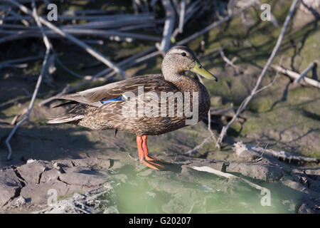 Canard mexicain, (Anas diazi), Drake. Bosque del Apache National Wildlife Refuge, Nouveau Mexique, USA. Banque D'Images