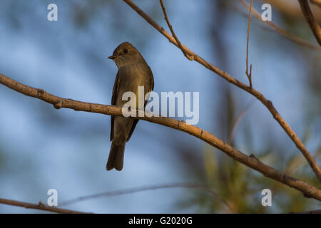 Western Wood-pewee (Contopus sordidulus), Bosque del Apache, National Wildlife Refuge, Nouveau Mexique, USA. Banque D'Images