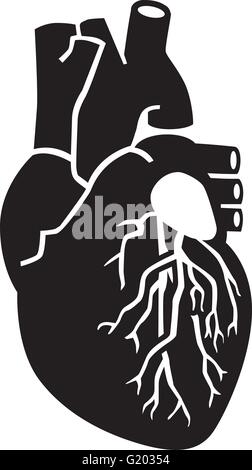 Les droits de l'organe cardiaque Illustration de Vecteur