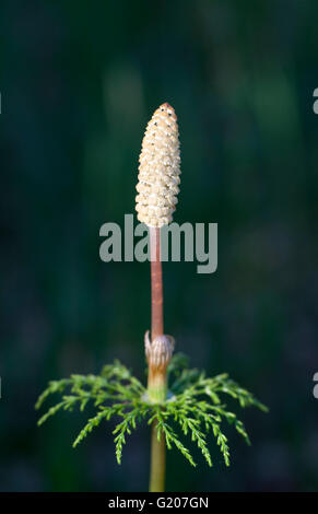 La prêle (Equisetum sylvaticum bois) au printemps Banque D'Images