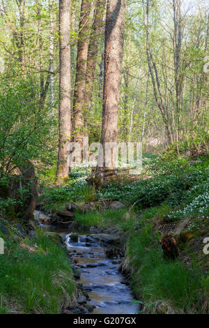 Un ruisseau dans une forêt Banque D'Images