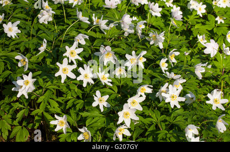 Anémone des bois (Anemone nemorosa) Banque D'Images