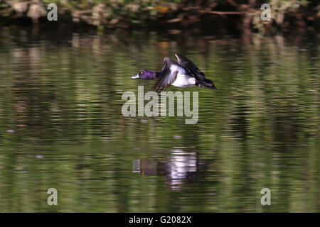 Fuligule morillon Aythya fuligula, faible en vol, sur l'eau Banque D'Images