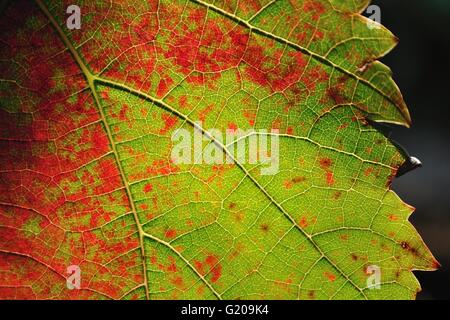 Vue détaillée de l'arrière-plan coloré pour feuille de vigne Banque D'Images