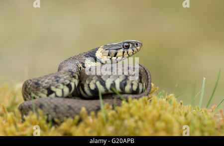 Serpent adulte (natrix natrix) enroulé et se prélassant sur de la mousse avec de l'herbe, photographié dans le Wiltshire, dans le sud-ouest de l'Angleterre. Banque D'Images