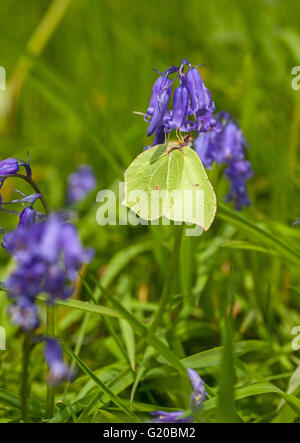 Brimstone Butterfly Gonepteryx rhamni sur Blue Bell flower head dans la campagne anglaise England UK après avoir passé l'hiver en hibernation Banque D'Images