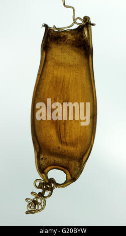 Smallspotted eggcase requin de bourses ou l'Aiguillat commun Banque D'Images