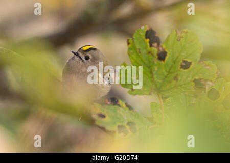 Regulus regulus Goldcrest Octobre migrants North Norfolk Banque D'Images