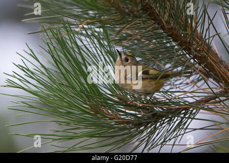 Regulus regulus Goldcrest Octobre migrants North Norfolk Banque D'Images