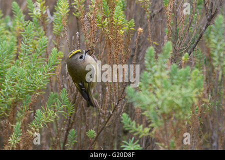 Regulus regulus Goldcrest Octobre migrants North Norfolk Banque D'Images