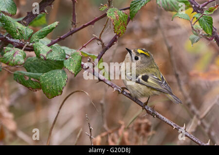 Regulus regulus Goldcrest Octobre migrants North Norfolk Banque D'Images