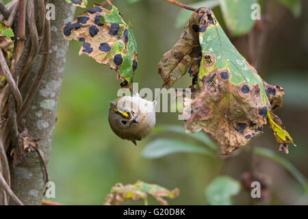 Regulus regulus Goldcrest Octobre migrants North Norfolk Banque D'Images