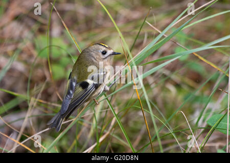 Regulus regulus Goldcrest Octobre migrants North Norfolk Banque D'Images