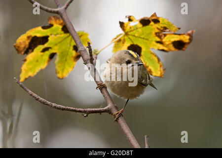 Regulus regulus Goldcrest Octobre migrants North Norfolk Banque D'Images