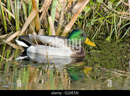 Drake nichés dans les végétaux aquatiques par l'eau. Washington, West Sussex. UK Banque D'Images