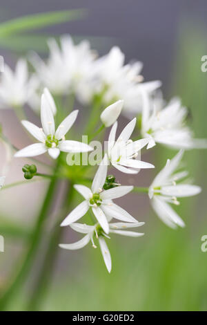 Un gros plan d'un Ramsons (Allium ursinum) capitule. Banque D'Images