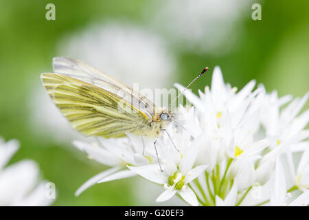 Blanc veiné de vert (Pieris napi) papillon sur Ramsons (Allium ursinum) capitule, England, UK Banque D'Images