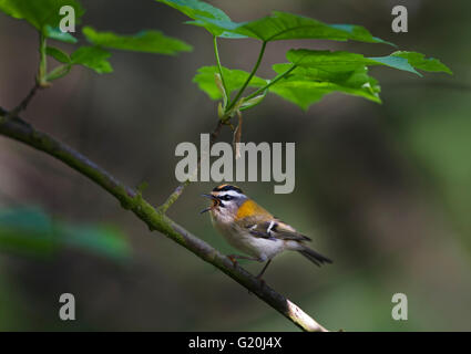 Regulus ignicapillus Firecrest mâle en chanson Avril Norfolk Banque D'Images