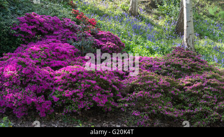 Rhododendron hatsugiri à floraison RHS Wisley Gardens, Surrey, Angleterre. Vue panoramique Banque D'Images