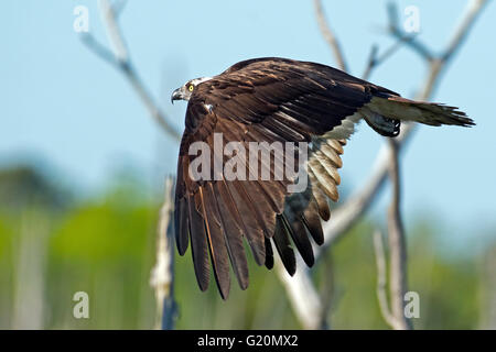 Osprey en vol Banque D'Images