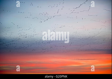 Les Oies à bec court Anser Brachyrynchus laissant roost nuit à l'aube sur le Wash Décembre Norfolk Snettisham Banque D'Images