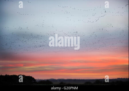 Les Oies à bec court Anser Brachyrynchus laissant roost nuit à l'aube sur le Wash Décembre Norfolk Snettisham Banque D'Images