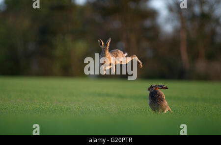 Lièvre brun Lepus europaeus boxing au printemps Norfolk Banque D'Images