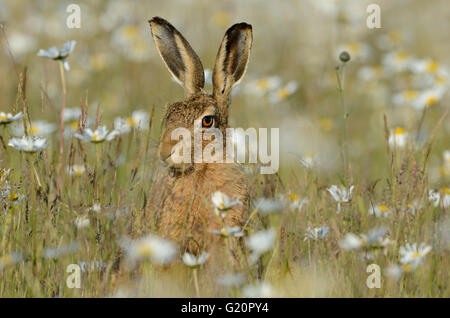 Lièvre brun Lepus europaeus dans ox-eye Daisies Norfolk summer Banque D'Images