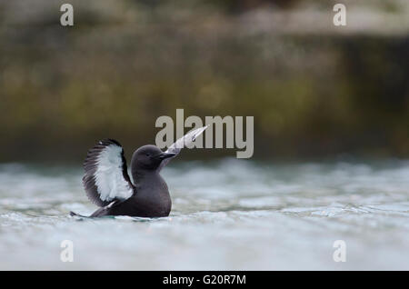 Le Guillemot à miroir (Cepphus grylle) des profils d'Irlande du printemps Banque D'Images