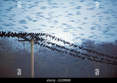 Les corbeaux freux Corvus frugilegus arrivant de nuit roost Yare Valley hiver Norfolk Banque D'Images