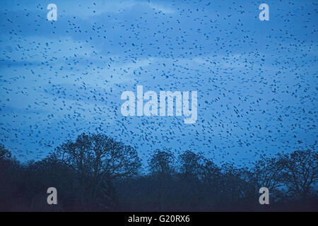 Les corbeaux freux Corvus frugilegus arrivant de nuit roost Yare Valley hiver Norfolk Banque D'Images