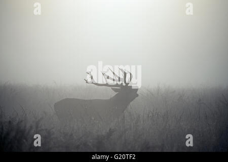 Red Deer Cervus elaphus sur un misty durant le rut Richmond Park Londres Automne Banque D'Images