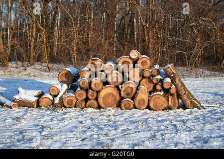 Un tas de bois coupé en hiver dans une forêt en Pologne Banque D'Images