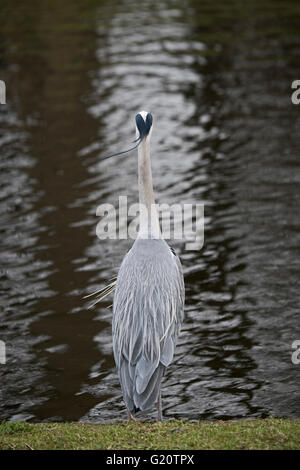 Héron cendré Ardea cinerea dans Regents Park Central London UK Banque D'Images