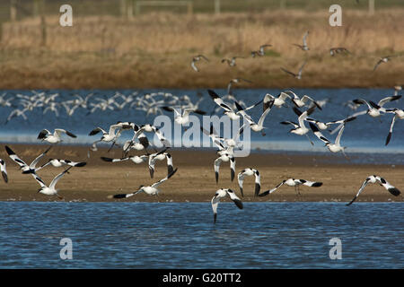 Avocettes Recurvirostra avosetta pied troupeau Claj Norfolk Mars Banque D'Images